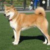 Akita Inu